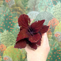 Coleus 'Ms Second Street' - Painted Nettle - Sprouts of Bristol