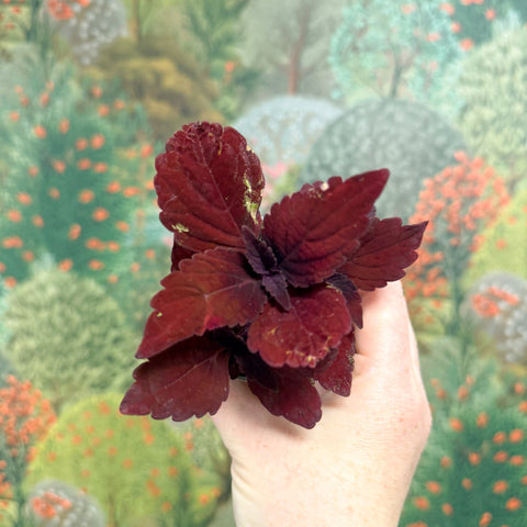 Coleus 'Ms Second Street' - Painted Nettle - Sprouts of Bristol