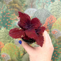 Coleus 'Ms Second Street' - Painted Nettle - Sprouts of Bristol