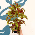 Coleus 'Muriel Pedley' - Welsh Grown - Sprouts of Bristol