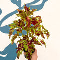 Coleus 'Muriel Pedley' - Welsh Grown - Sprouts of Bristol