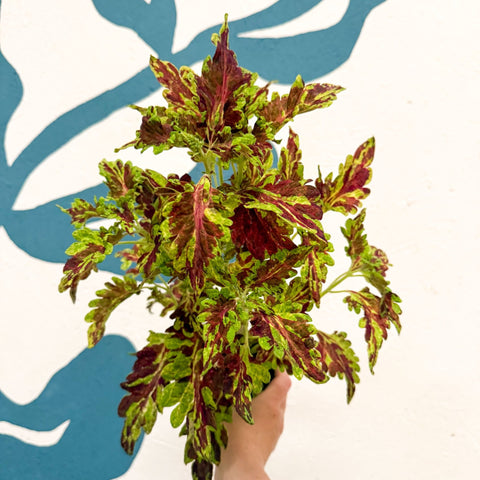 Coleus 'Muriel Pedley' - Welsh Grown - Sprouts of Bristol