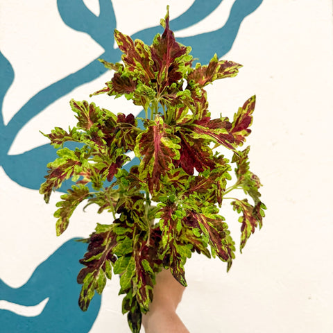 Coleus 'Muriel Pedley' - Welsh Grown - Sprouts of Bristol