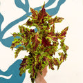 Coleus 'Muriel Pedley' - Welsh Grown - Sprouts of Bristol