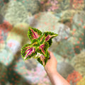 Coleus 'Spacecake' - Painted Nettle - Sprouts of Bristol