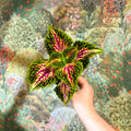 Coleus 'Spacecake' - Painted Nettle - Sprouts of Bristol
