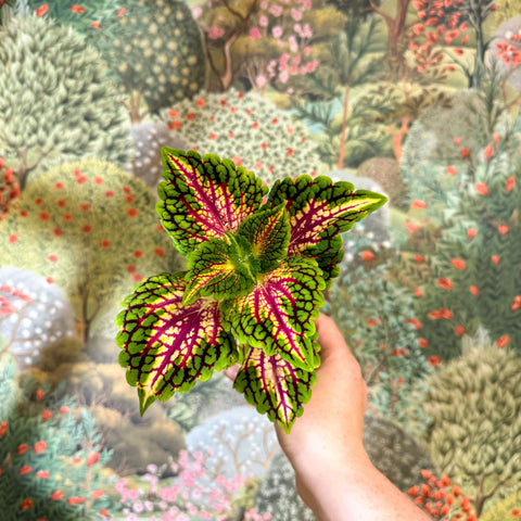 Coleus 'Spacecake' - Painted Nettle - Sprouts of Bristol