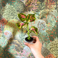 Coleus 'Spacecake' - Painted Nettle - Sprouts of Bristol