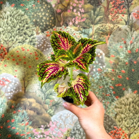 Coleus 'Spacecake' - Painted Nettle - Sprouts of Bristol