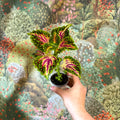 Coleus 'Spacecake' - Painted Nettle - Sprouts of Bristol