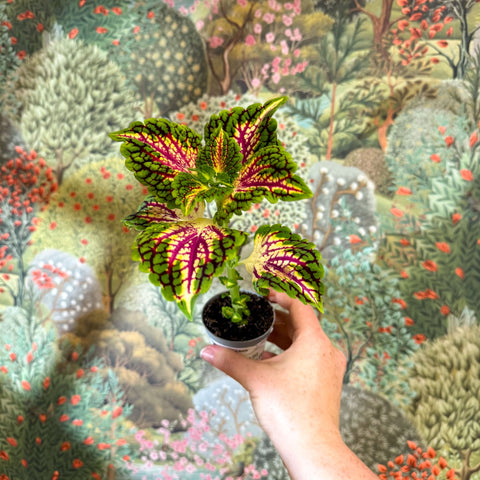 Coleus 'Spacecake' - Painted Nettle - Sprouts of Bristol