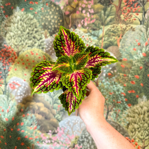 Coleus 'Spacecake' - Painted Nettle - Sprouts of Bristol