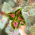 Coleus 'Spacecake' - Painted Nettle - Sprouts of Bristol