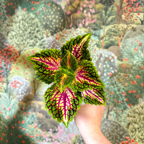 Coleus 'Spacecake' - Painted Nettle - Sprouts of Bristol