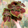 Coleus ‘Urban Mix’ – Burgundy with Lime Edge Painted Nettle - Sprouts of Bristol
