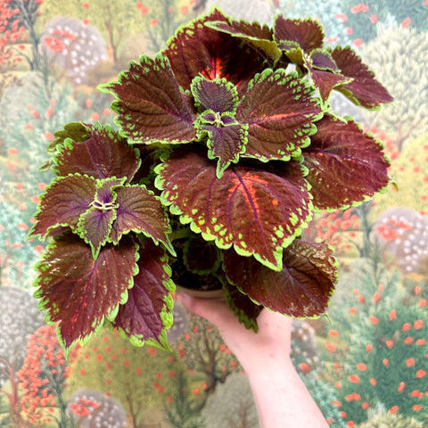 Coleus ‘Urban Mix’ – Burgundy with Lime Edge Painted Nettle - Sprouts of Bristol