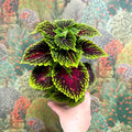 Coleus ‘Urban Mix’ – Green & Burgundy Deep Veined Painted Nettle - Sprouts of Bristol