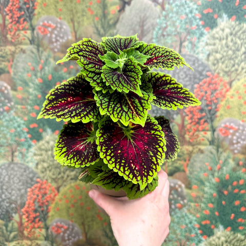 Coleus ‘Urban Mix’ – Green & Burgundy Deep Veined Painted Nettle - Sprouts of Bristol