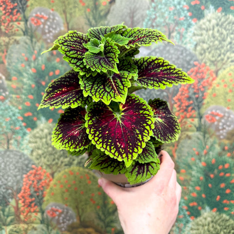 Coleus ‘Urban Mix’ – Green & Burgundy Deep Veined Painted Nettle - Sprouts of Bristol