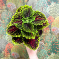 Coleus ‘Urban Mix’ – Green & Burgundy Deep Veined Painted Nettle - Sprouts of Bristol