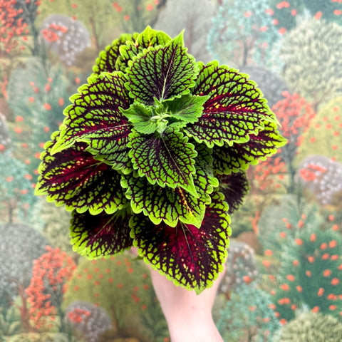 Coleus ‘Urban Mix’ – Green & Burgundy Deep Veined Painted Nettle - Sprouts of Bristol