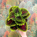 Coleus ‘Urban Mix’ – Green & Burgundy Deep Veined Painted Nettle - Sprouts of Bristol