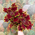Coleus ‘Urban Mix’ – Red & Lime Ruffled Painted Nettle - Sprouts of Bristol