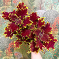 Coleus ‘Urban Mix’ – Red & Lime Ruffled Painted Nettle - Sprouts of Bristol