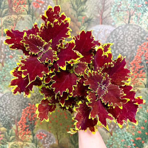 Coleus ‘Urban Mix’ – Red & Lime Ruffled Painted Nettle - Sprouts of Bristol