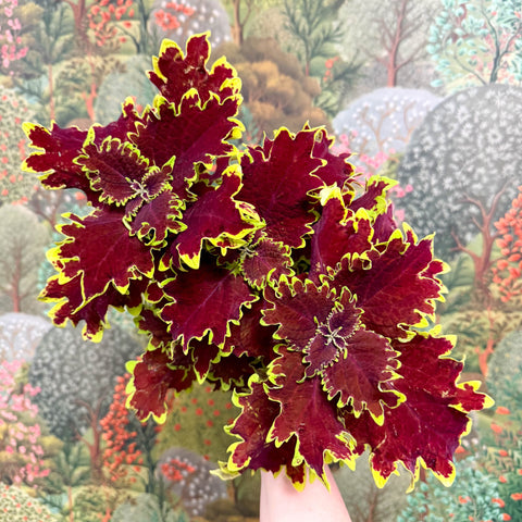 Coleus ‘Urban Mix’ – Red & Lime Ruffled Painted Nettle - Sprouts of Bristol