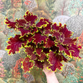 Coleus ‘Urban Mix’ – Red & Lime Ruffled Painted Nettle - Sprouts of Bristol