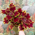 Coleus ‘Urban Mix’ – Red & Lime Ruffled Painted Nettle - Sprouts of Bristol