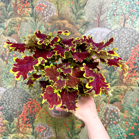 Coleus ‘Urban Mix’ – Red & Lime Ruffled Painted Nettle - Sprouts of Bristol
