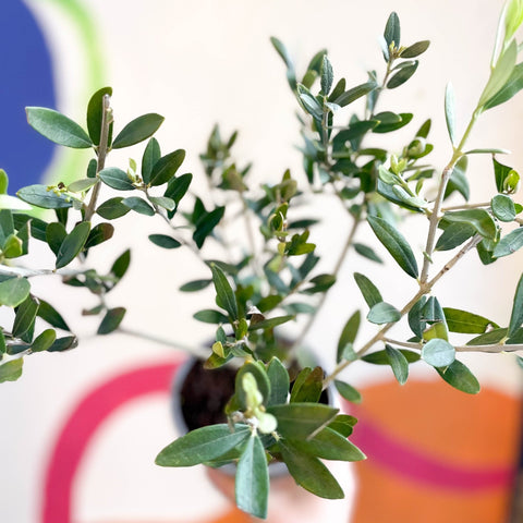 Common Olive - Olea europaea - Sprouts of Bristol