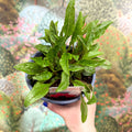 Coneflower - Echinacea pupurea 'Prairie Blaze Orange Sunset' - British Grown - Sprouts of Bristol
