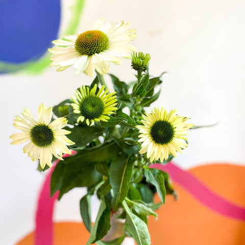 Coneflower - Echinacea purpurea 'White' - Sprouts of Bristol