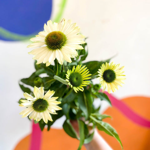 Coneflower - Echinacea purpurea 'White' - Sprouts of Bristol
