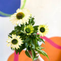 Coneflower - Echinacea purpurea 'White' - Sprouts of Bristol