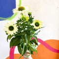 Coneflower - Echinacea purpurea 'White' - Sprouts of Bristol