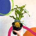 Coneflower - Echinacea 'Sunny Days Lemon' - British Grown - Sprouts of Bristol