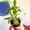 Coneflower - Echinacea 'Sunny Days Lemon' - British Grown - Sprouts of Bristol
