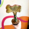 Coral Cactus - Euphorbia cristata - Sprouts of Bristol