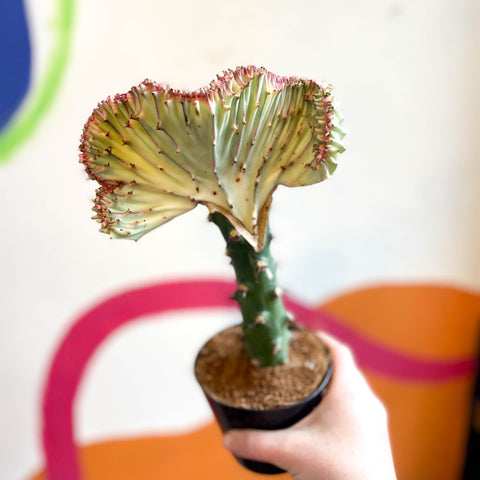 Coral Cactus - Euphorbia cristata - Sprouts of Bristol