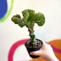 Coral Cactus - Euphorbia cristata - Sprouts of Bristol