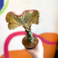 Coral Cactus - Euphorbia cristata - Sprouts of Bristol