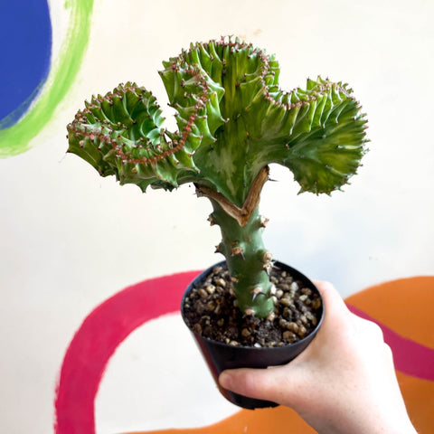 Coral Cactus - Euphorbia cristata - Sprouts of Bristol