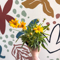 Coreopsis grandiflora 'Castello' [British Grown Herbaceous Perennial] - Sprouts of Bristol