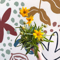 Coreopsis grandiflora 'Castello' [British Grown Herbaceous Perennial] - Sprouts of Bristol