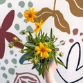 Coreopsis grandiflora 'Castello' [British Grown Herbaceous Perennial] - Sprouts of Bristol