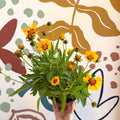 Coreopsis grandiflora 'Grand Yellow' [Herbaceous Perennial] - Sprouts of Bristol